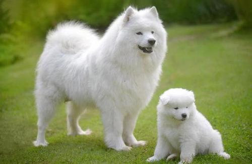 养萨摩耶犬注意事项