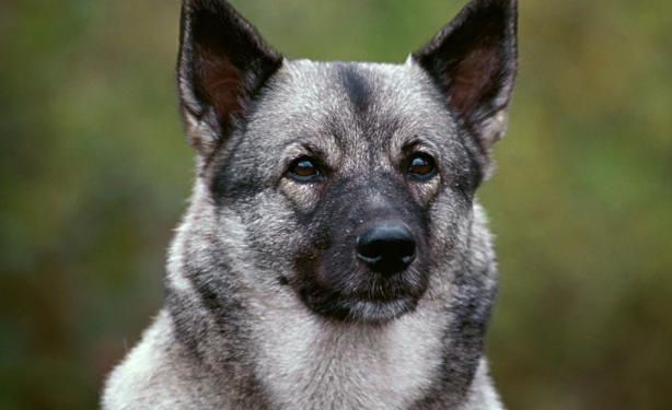 挪威犬种图片