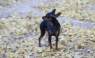 小鹿犬是干什么的