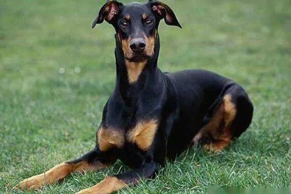 多伯曼犬一天吃几顿