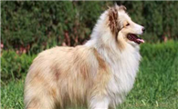 养喜乐蒂牧羊犬注意事项