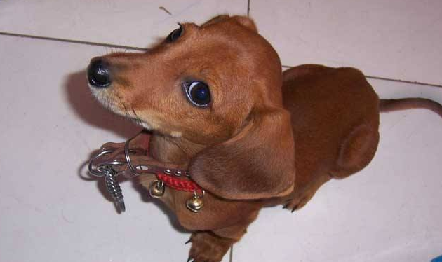 腊肠犬如何训练 腊肠犬如何训练