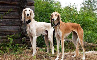 萨路基猎犬窝咳吃什么药最好
