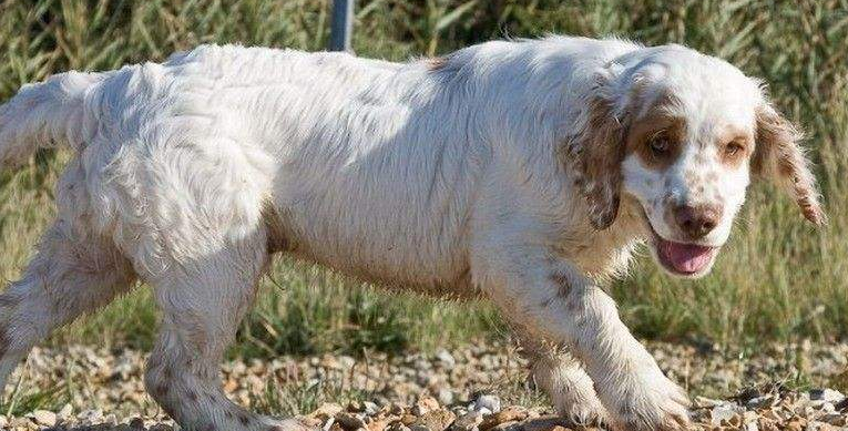 克伦伯猎鹬犬训练技巧有哪些