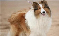 苏格兰牧羊犬不能吃什么
