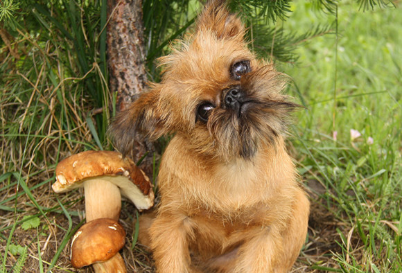 布鲁塞尔粗毛猎犬有几种颜色 布鲁塞尔粗毛猎犬有几种颜色