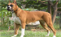 德国拳师犬吃多了吐了怎么办