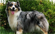 澳大利亚牧羊犬一天吃几顿