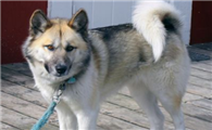 格陵兰犬如何训练