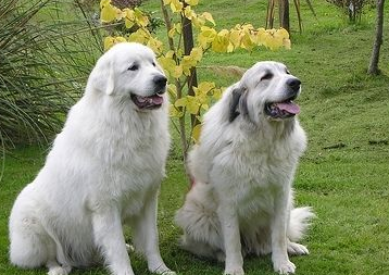 大白熊犬什么颜色好 宠物网问答 大白熊犬什么颜色好 宠物网问答