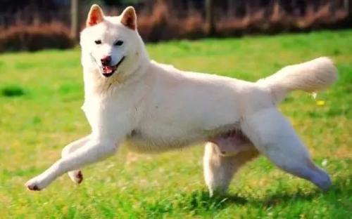 卡南犬的原产地在哪里