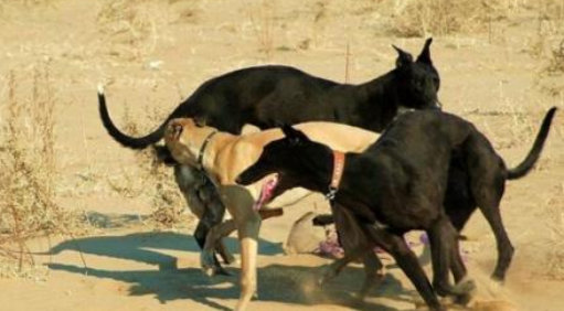 格雷伊猎犬的原产地在哪里 格雷伊猎犬的原产地在哪里