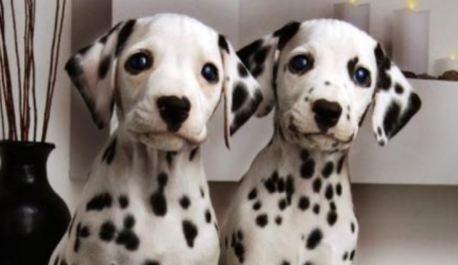斑点狗多少钱一只 斑点狗在中国禁养吗