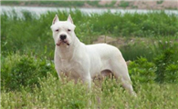 阿根廷杜高犬拉稀应该怎么做