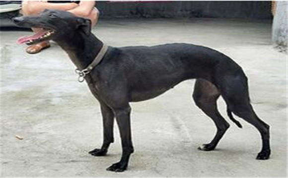 灵缇犬的用途是什么