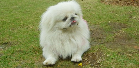 北京犬的起源和历史