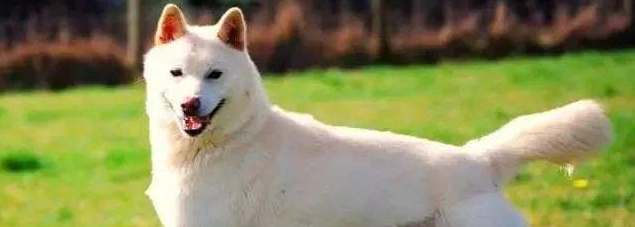 卡南犬需要训练什么 卡南犬需要训练什么
