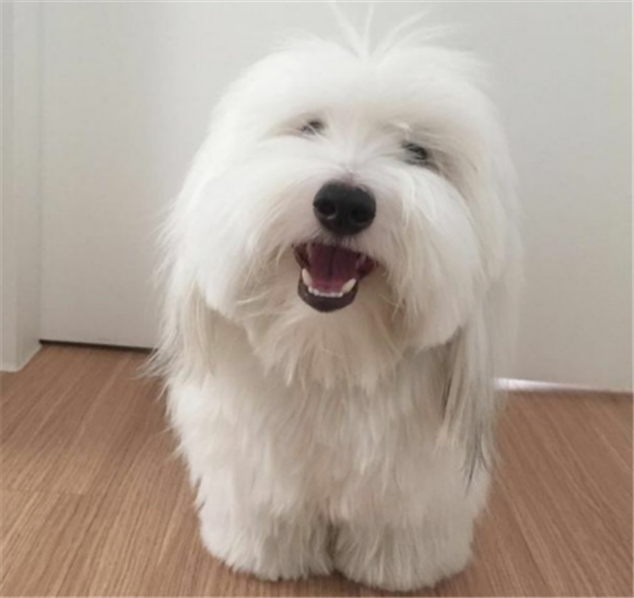 棉花面纱犬不能吃什么