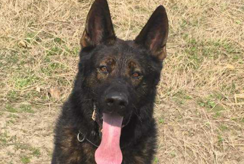 伯格犬吃多了吐了怎么办 伯格犬吃多了吐了怎么办