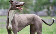 格雷伊猎犬如何训练