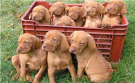罗得西亚脊背犬有攻击性吗