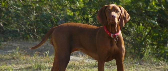 维兹拉犬的体重大约是多少 维兹拉犬的体重大约是多少