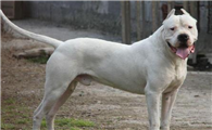 阿根廷杜高犬一般多少钱