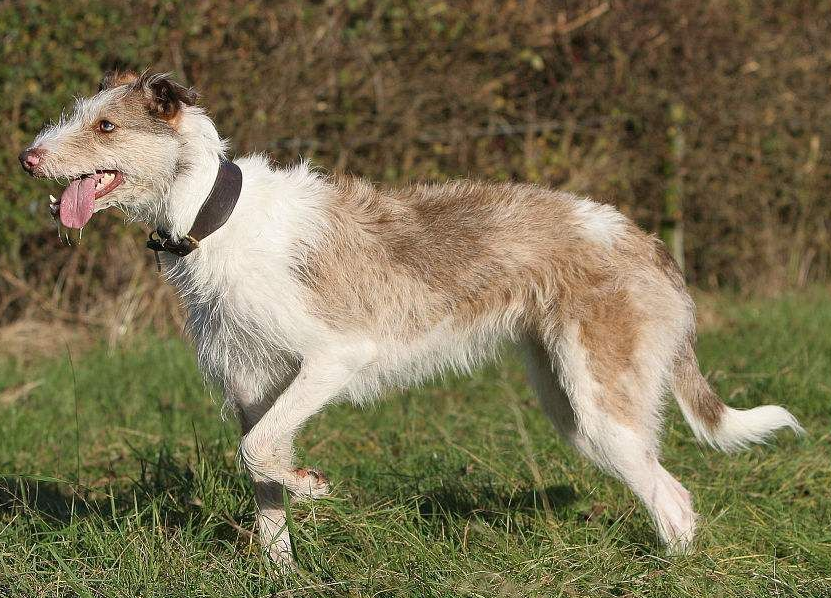 苏格兰猎鹿犬的寿命一般是多久