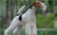 猎狐梗犬的体高是多少