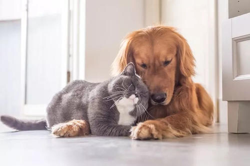 猫和狗疾病互相传染吗
