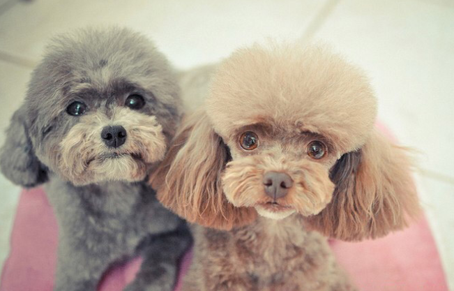 泰迪犬的用途是什么 泰迪犬的用途是什么