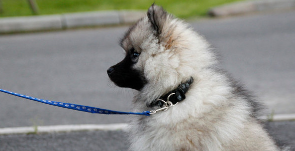 荷兰毛狮犬该怎么喂养 荷兰毛狮犬该怎么喂养
