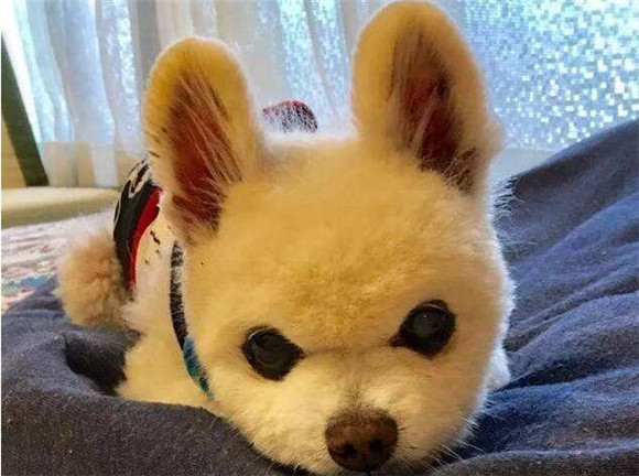 博美犬怎么看年龄 博美犬怎么看年龄