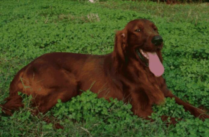 养赛特犬注意事项 养赛特犬注意事项
