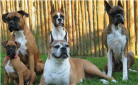 拳师犬一天吃几顿