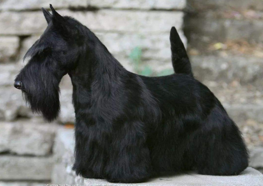 苏格兰梗有攻击性吗