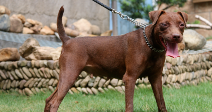 帕特大勒梗是哪国的