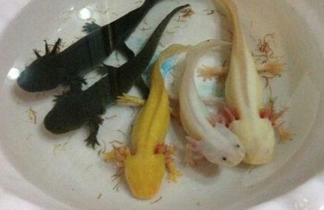 中国能养的霸气的宠物