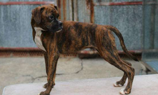 德国拳师犬的起源和历史 德国拳师犬的起源和历史