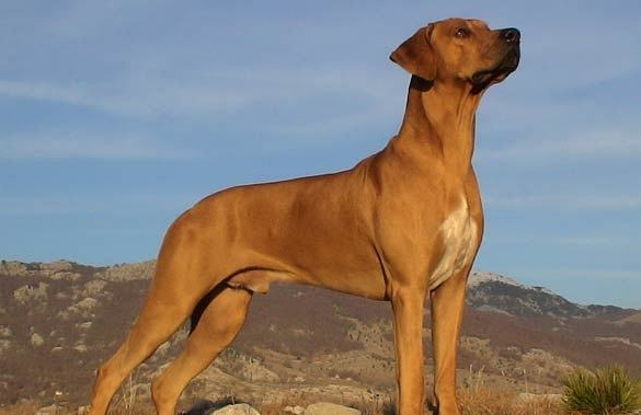 养罗得西亚脊背犬注意事项 养罗得西亚脊背犬注意事项