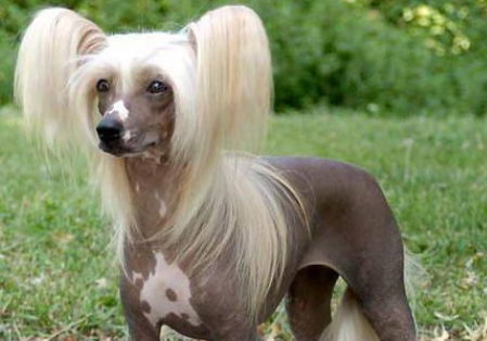 中国冠毛犬一般多少钱