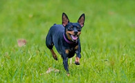 小鹿犬喂养技巧指南