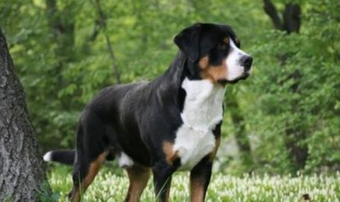 恩特雷布赫山地犬如何训练