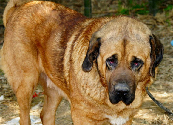 马士提夫犬的性格外貌特征 马士提夫犬的性格外貌特征