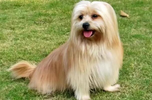 购买拉萨犬注意些什么