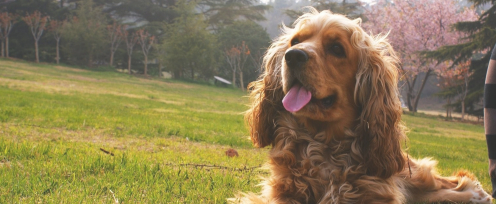 英国可卡犬喜欢什么 英国可卡犬喜欢什么