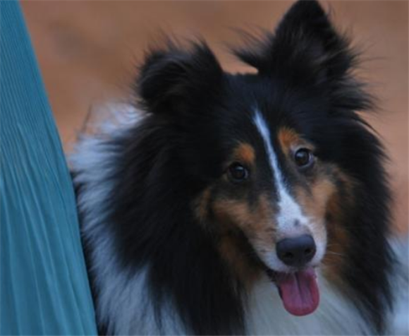 喜乐蒂牧羊犬多大产仔