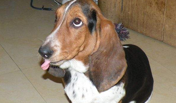 法国指示猎犬什么颜色好