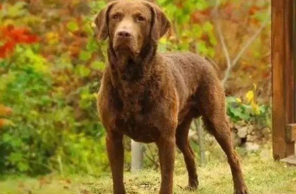 乞沙比克猎犬聪明吗