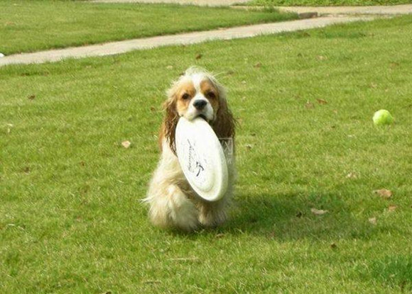 英国可卡犬的毛色有几种 英国可卡犬的毛色有几种